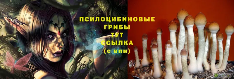 купить наркотики цена  Губкин  Галлюциногенные грибы Psilocybine cubensis 